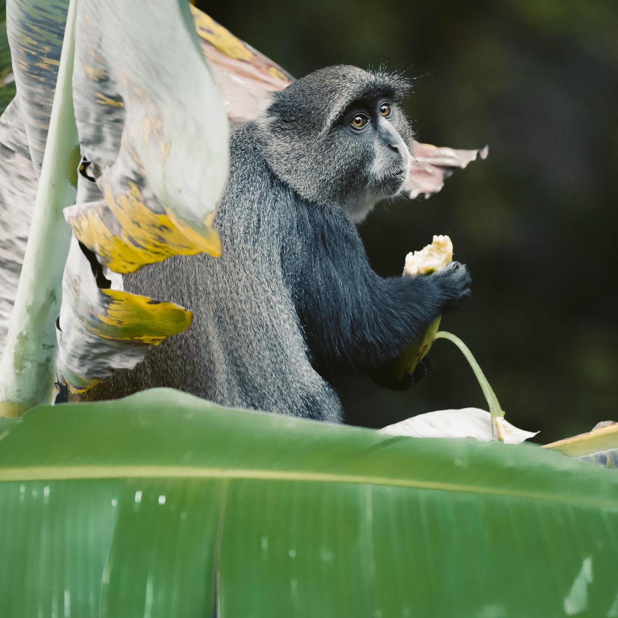 Aishi Machame Moshi Exterior foto